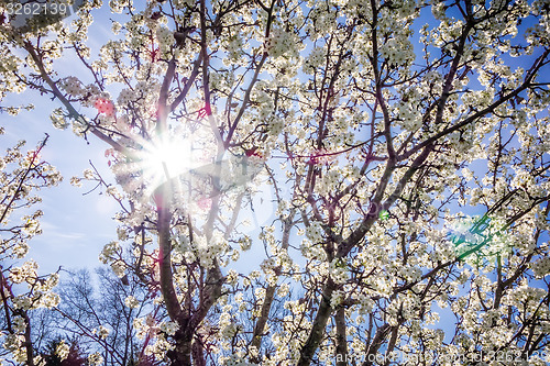 Image of white cherry blossoms blooming in spring