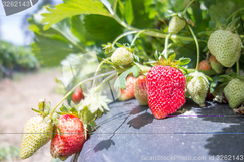 Image of Strawberry fruits on the branch in the planting strawberry