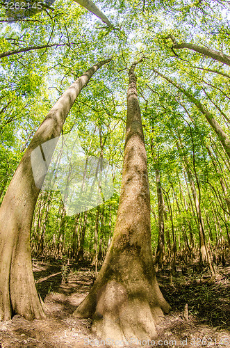 Image of cypress forest and swamp of Congaree National Park in South Caro