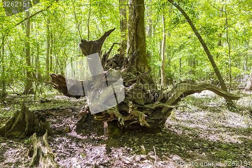 Image of cypress forest and swamp of Congaree National Park in South Caro