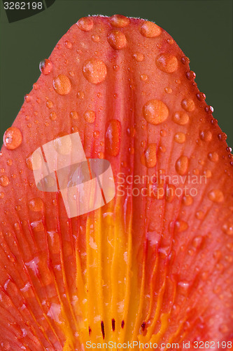 Image of part of a lily