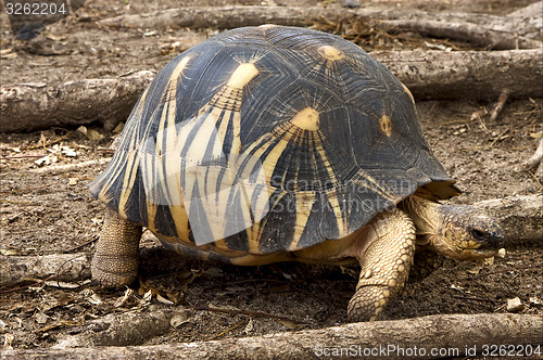 Image of tortoise in nosy be