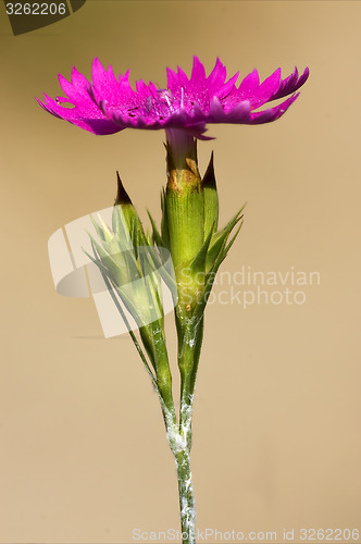 Image of wild violet carnation  hirstum sylvestris in brown