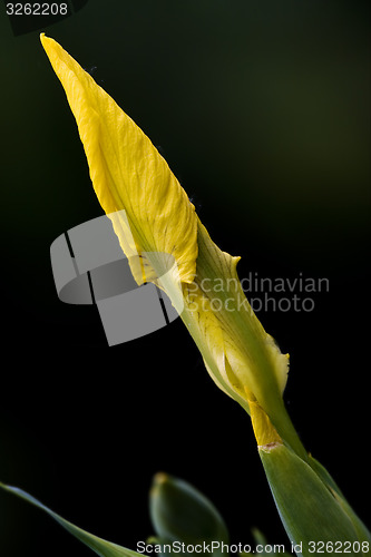 Image of Iris Pseudacorus