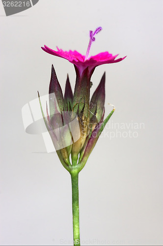 Image of wild violet carnation  epilobium parviflorum in white