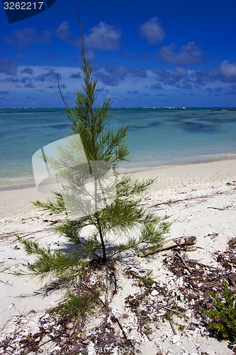 Image of bush in mauritius beach