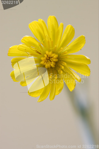 Image of yellow Hieracium Sylvaticum