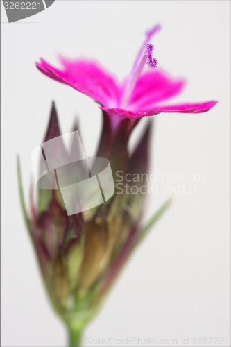 Image of wild violet carnation  in white