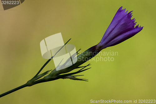 Image of violet carnation wild sylvestris