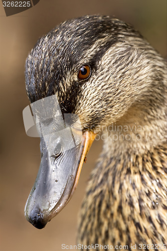 Image of eye of a duck