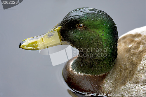 Image of a duck in the grey