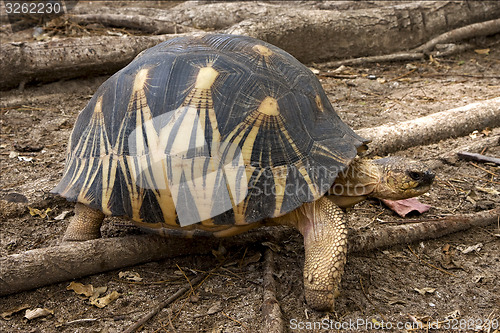 Image of  turtle in madagascar