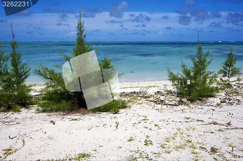 Image of bush in a beach in mauritius