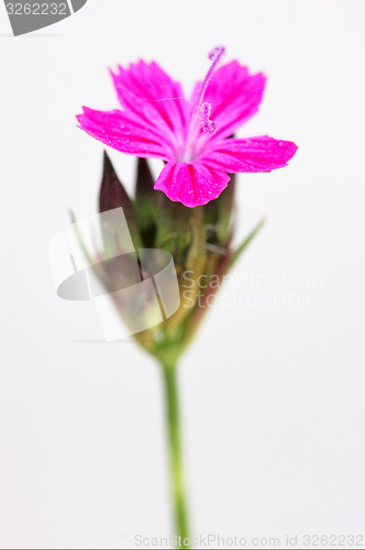 Image of wild violet carnation  epilobium