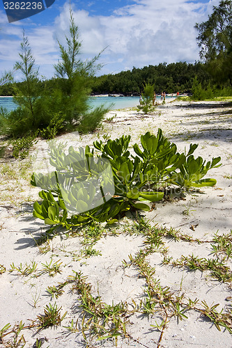 Image of ile du cerfs