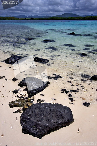 Image of deus cocos in mauritius