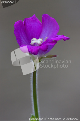 Image of violet carnation in grey