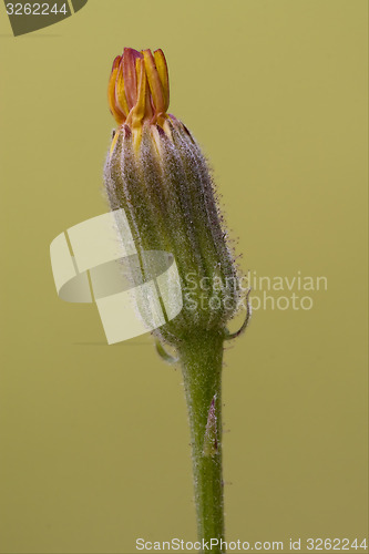 Image of little flower in the gold