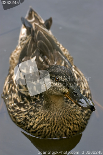 Image of brown duck in the grey
