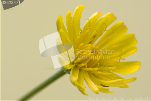 Image of Hieracium Sylvaticum