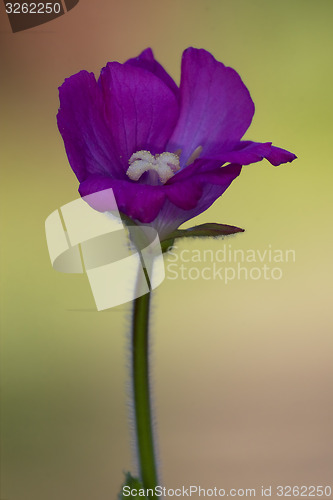Image of violet carnation in the colors