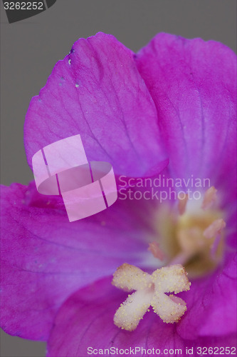 Image of  carnation wild violet 