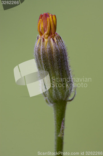 Image of little flower and green