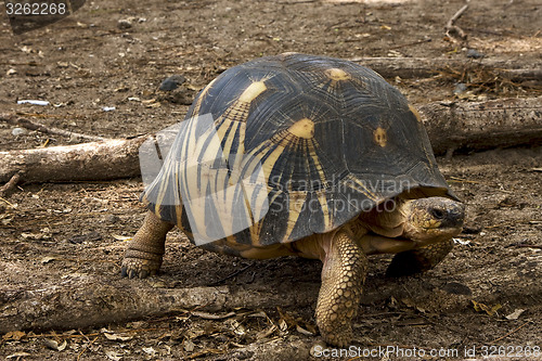 Image of turtle in earth