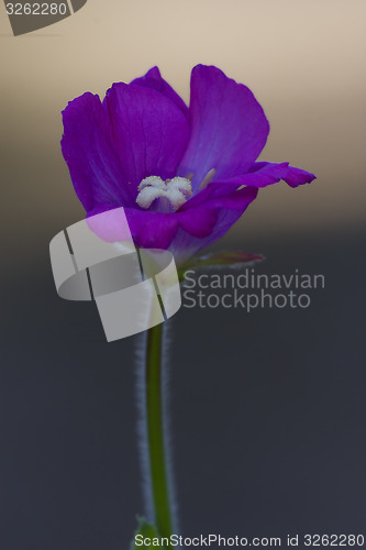 Image of violet carnation  in grey and brown