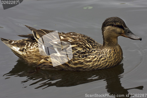 Image of a duck in the lake