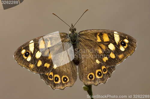 Image of brown butterfly