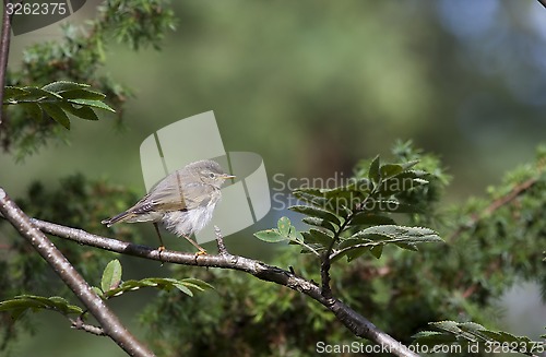 Image of warbler