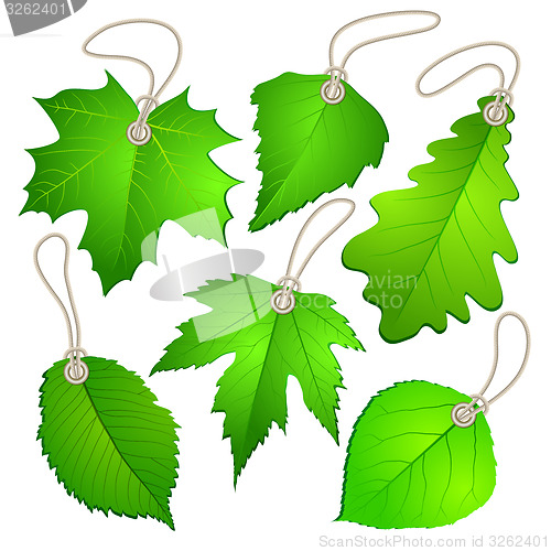 Image of Hanging vector tags with green leaves.