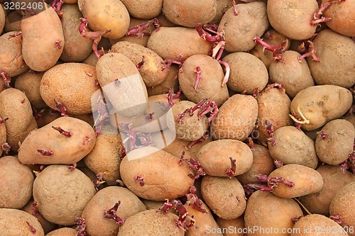 Image of Pile of potato tubers germinated sprouts