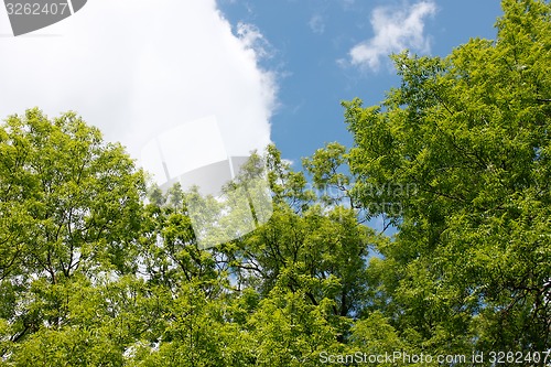 Image of Ash tree crowns