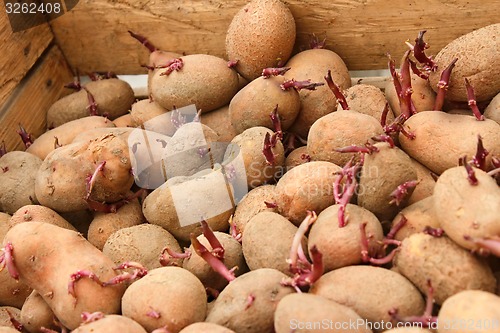 Image of Sprouting potato tubers in wooden box