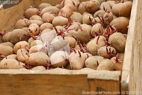 Image of Potato in wooden box before planting