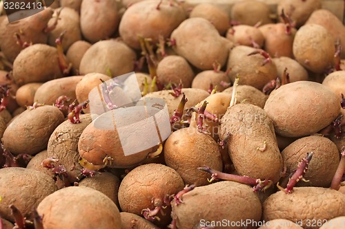 Image of Heap of sprouting potato tubers