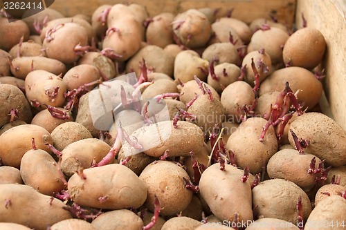 Image of Sprouting potato tubers before planting