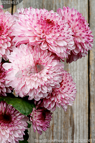 Image of Chrysanthemum