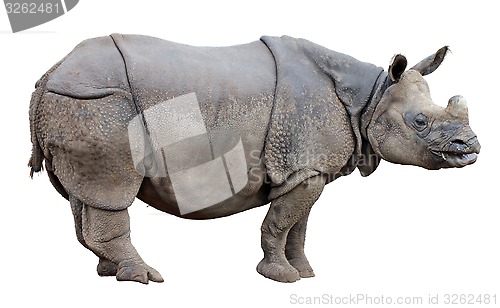 Image of Rhino