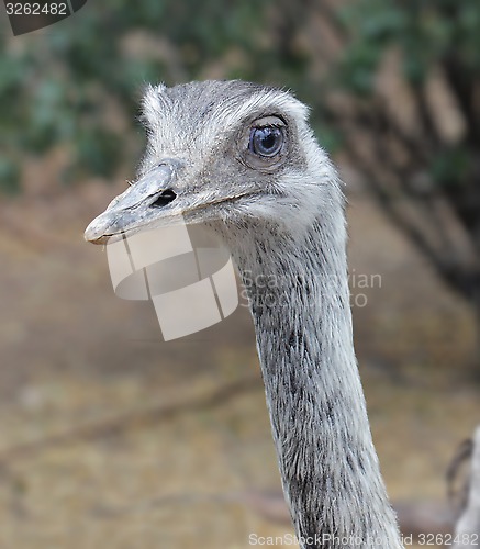 Image of Rhea Bird