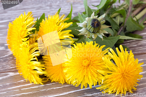 Image of Close-up of dandelion