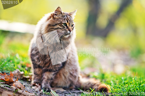 Image of cat in park