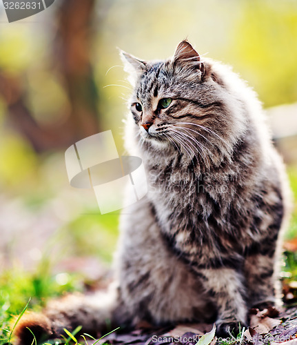 Image of cat in park