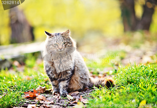 Image of cat in park