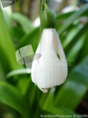 Image of Flower bud