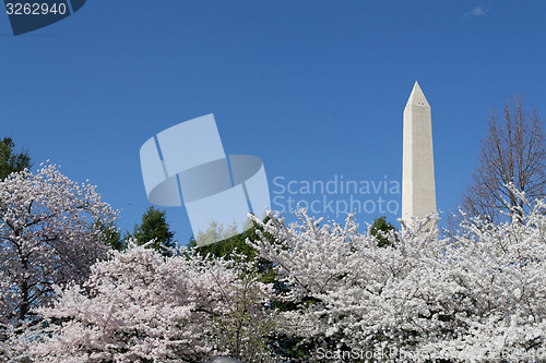 Image of Cherry trees by the Washington Memorial