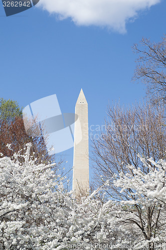 Image of Washington memorial in spring