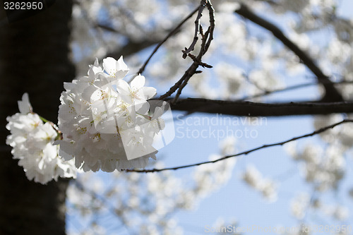 Image of Cherry blossoms bunch